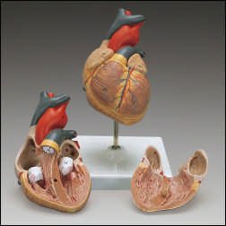 Picture of Heart Model Classic ChildG8
