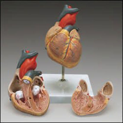 Picture of Heart Model Classic ChildG8