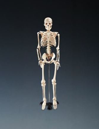 Picture of Skeleton Mr. Thrifty Table-size 5 lbs.WCP-1