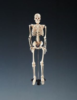 Picture of Skeleton Mr. Thrifty Table-size 5 lbs.WCP-1