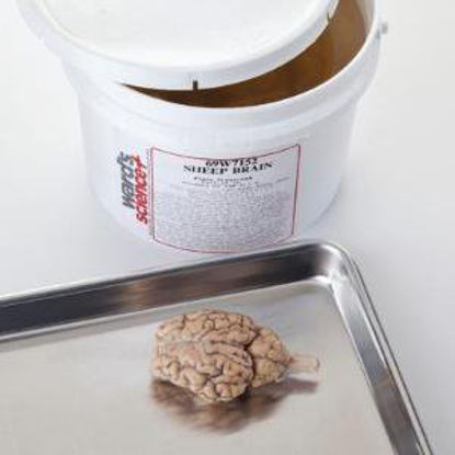 Picture of Sheep Brains Ward's Delve into physiological studies with this sheep brain and explore neurological anatomy similar to the human brain470000-816
