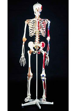 Picture of Super Skeleton Model MaleSB14921