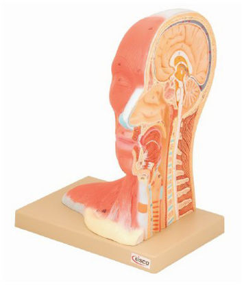 Picture of Median Section of Human Head Model EISCO Adult 2.6 lbsS15544