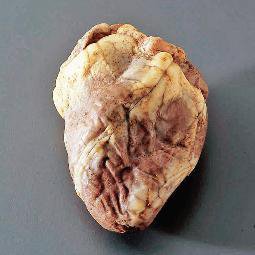 Picture of Preserved Sheep Heart Ward's697205