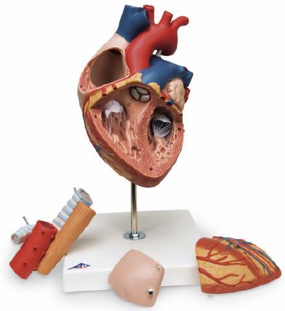 Picture of Heart with Esophagus and Trachea Model NascoSB41433