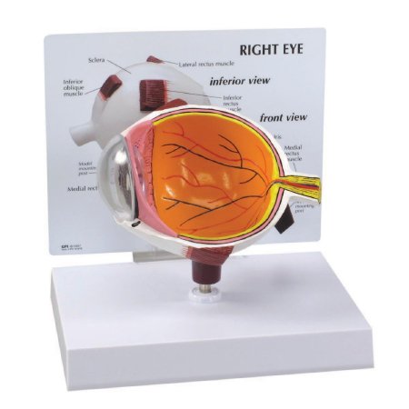 Picture of Eye Model 3B Scientific®Z02803