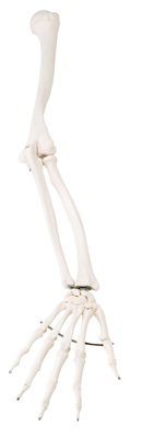 Picture of Loose Bone Right Arm Skeleton Model 3B® 1 lbs. Unbreakable Plastic12-4582R