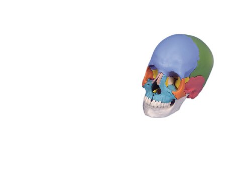 Picture of 22 Part Didactic Skull Model 2 lbs.12-4553