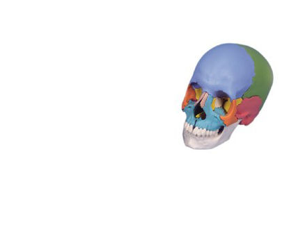 Picture of 22 Part Didactic Skull Model 2 lbs.12-4553
