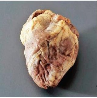 Picture of Preserved Sheep Hearts Ward's Available in vacuum packs or pailsWARD470001-650