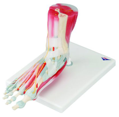 Picture of Foot Skeleton with Removeable Ligaments and Muscles 2 lbs.12-4524