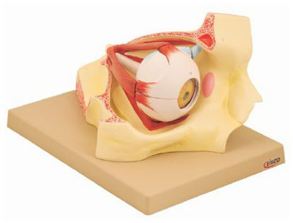 Picture of Human Eye Model EISCO 3.3 lbs.S15546