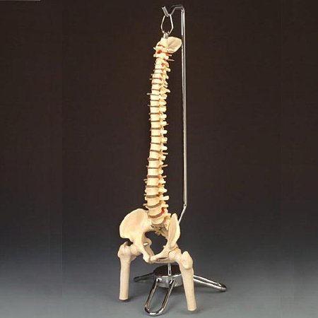 Picture of Vertebral Column Model Desk-Size 4.15 lbs.CS85X