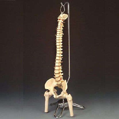 Picture of Vertebral Column Model Desk-Size 4.15 lbs.CS85X
