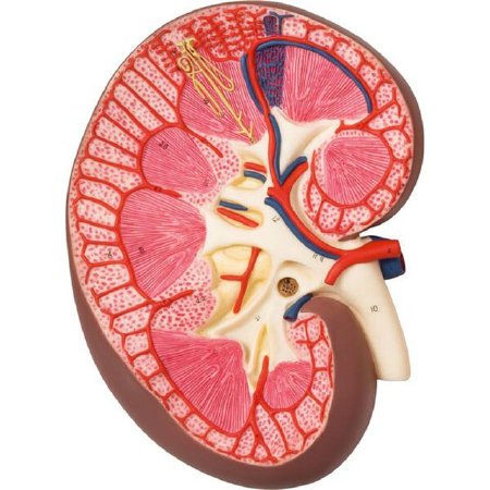 Picture of Kidney Section Model 3B Scientific® 2.2 lbs.Z13908