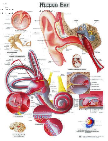 Picture of Anatomical Chart Ear 20 X 25 Inch Laminated12-4606L