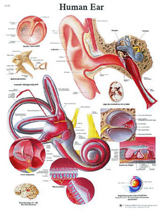 Picture of Anatomical Chart Ear 20 X 25 Inch Laminated12-4606L