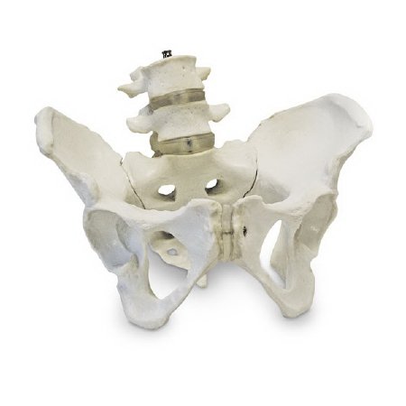 Picture of Pelvic Skeleton Model Walter Products™ Female Life Size 3-3/4 lbs.SB50959