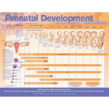 Picture of Anatomical Chart Prenatal Development 20 X 26 Inch Paper Grommets Laminated9780781782265