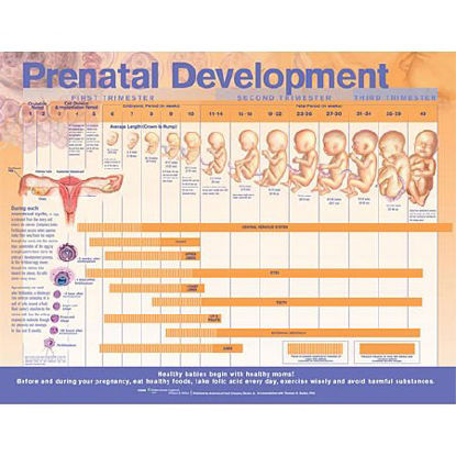 Picture of Anatomical Chart Prenatal Development 20 X 26 Inch Paper Grommets Laminated9780781782265