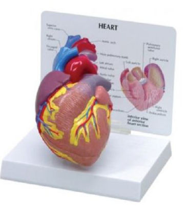 Picture of Cutaway Heart Model Life SizeG250