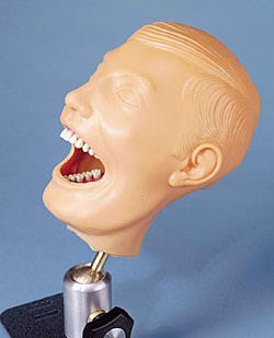Picture of Dental ManikinSB23464