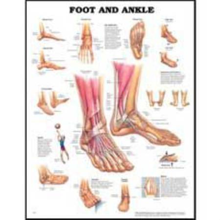 Picture of Anatomical Chart Foot and Ankle 20 X 26 Inch Styrene Plastic Grommets9781587796869