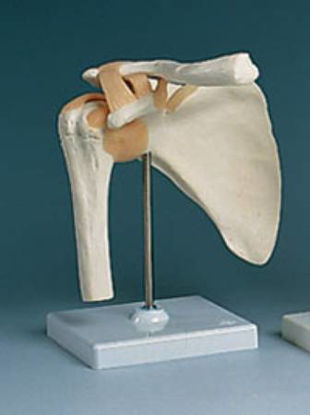 Picture of Shoulder Joint Model73886