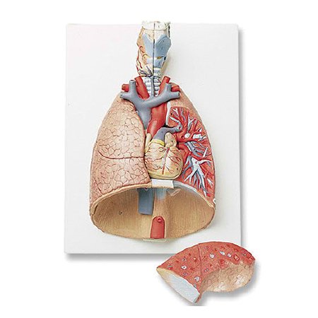 Picture of Deluxe 7 Part Lung Model with Larynx NascoSB41144