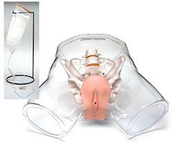 Picture of Transparent Female Catheter Model FemaleSB32745
