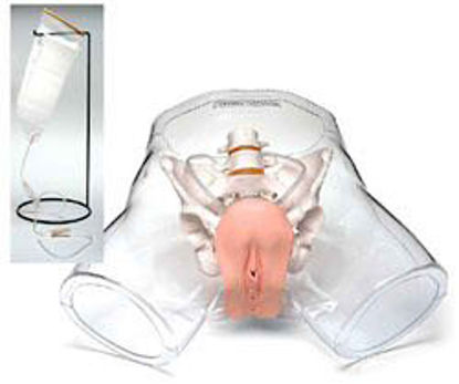 Picture of Transparent Female Catheter Model FemaleSB32745