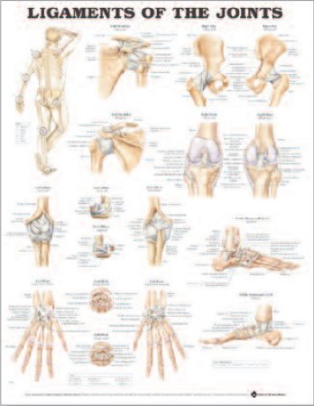 Picture of Anatomical Chart Joints 20 X 26 Inch Heavy Paper Grommets Laminated9781587794674