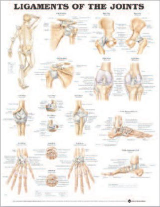 Picture of Anatomical Chart Joints 20 X 26 Inch Heavy Paper Grommets Laminated9781587794674