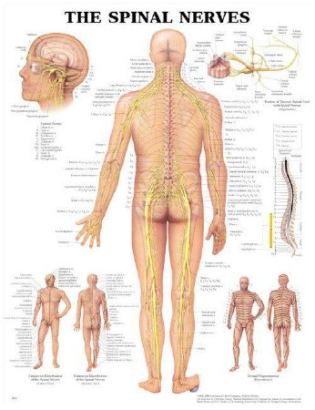 Picture of Anatomical Chart Spinal Nerve 20 X 26 Inch Heavy Paper Grommets Laminated9781587792052