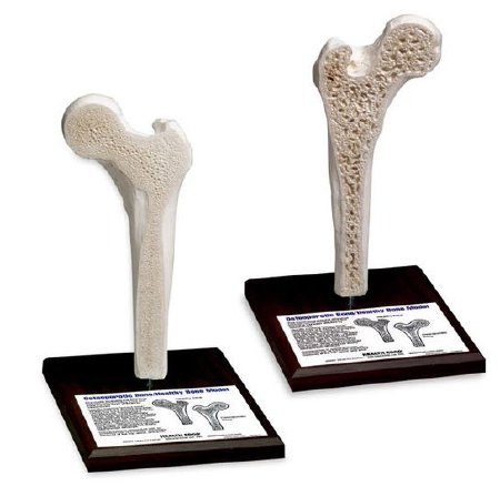 Picture of Bone Model Health Edco 2-1/2 lbs.SB36932