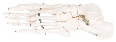 Picture of Loose Bone Left Foot Skeleton Model 3B® 1 lbs. Unbreakable Plastic12-4584L