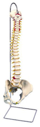 Picture of Functional Spine with Female Pelvis Model 6 lbs.12-4532