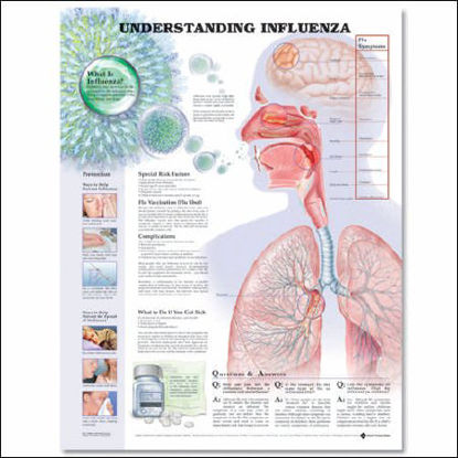 Picture of Anatomical Chart Understanding Influenza 20 X 26 Inch Heavy Paper Laminated9781587798863