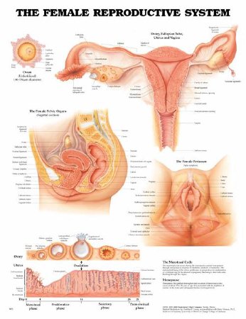 Picture of Anatomical Chart Female Reproductive System 20 X 26 Inch Heavy Paper Grommets Laminated9781587790201