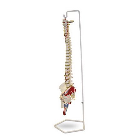 Picture of Flexible Vertebral Column Model Walter Products™ Life SizeLA00102