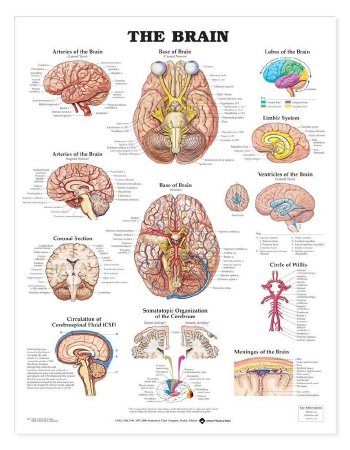 Picture of Anatomical Chart Brain 20 X 26 Inch Heavy Paper Grommets Laminated9781587791062