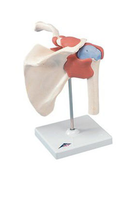 Picture of Deluxe Functional Shoulder Joint Model 3B® 3 lbs.12-4513