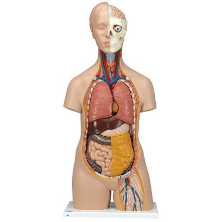 Picture of 12 Part Torso Model 3B Scientific® Gender Neutral 10.14 lbs. PlasticZ13211
