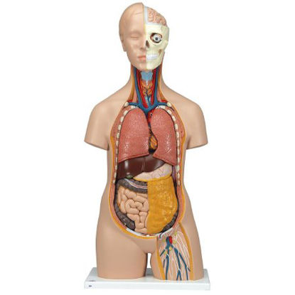 Picture of 12 Part Torso Model 3B Scientific® Gender Neutral 10.14 lbs. PlasticZ13211