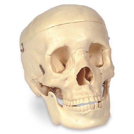 Picture of Economy Human Skull NascoSB25937