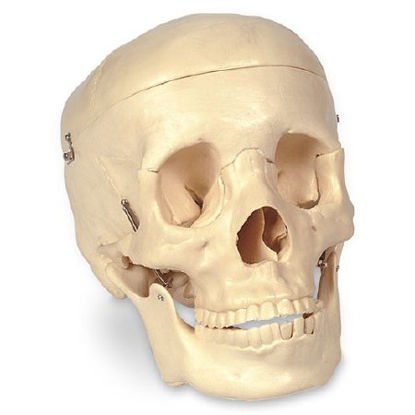 Picture of Economy Human Skull NascoSB25937