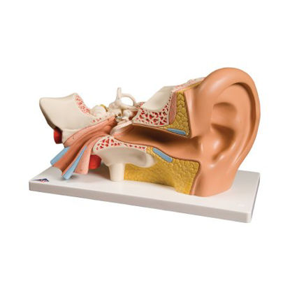 Picture of Human Ear Model 4 lbs.12-4566