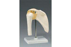 Picture of Skeleton Shoulder Model Life SizeARM80