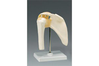 Picture of Skeleton Shoulder Model Life SizeARM80