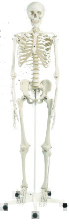 Picture of Classic Skeleton Model 3B® Stan 21 lbs.12-4500